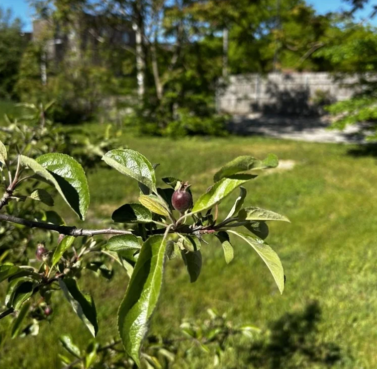 Apple fruit growing on a tree at Phoenix Farms