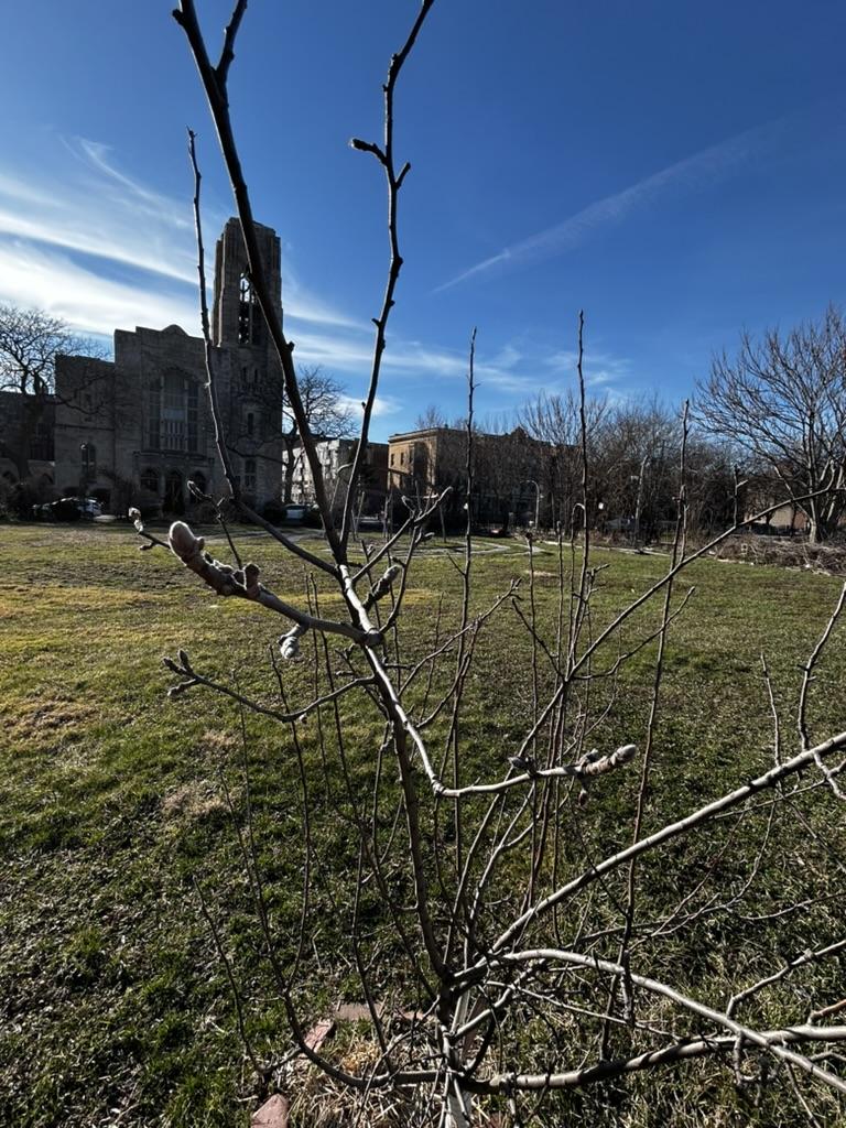 Budding fruit tree at Phoenix Farms