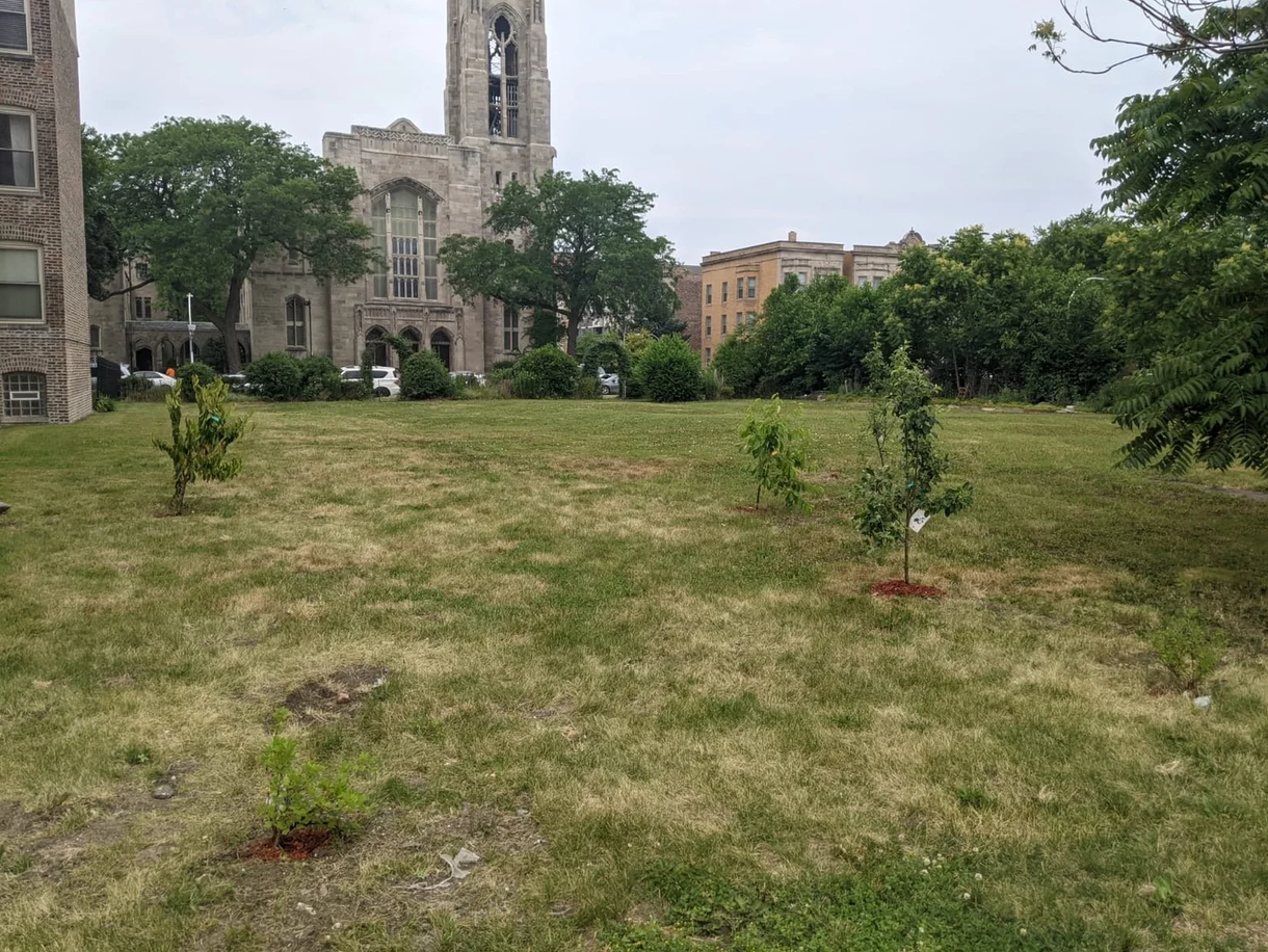 Young fruit trees growing at the food forest