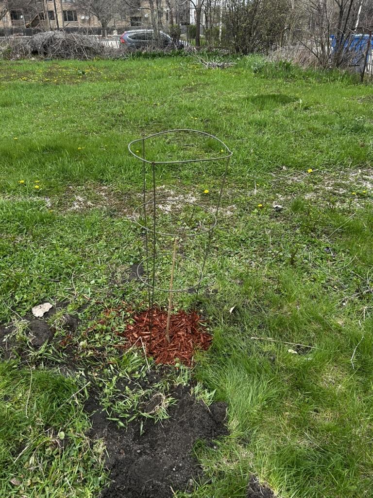 Newly planted native sapling protected by a wire cage