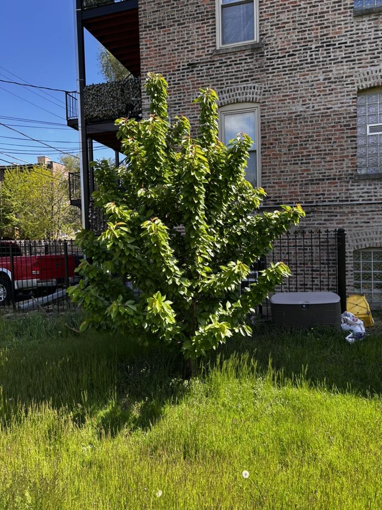 Healthy fruit tree growing at Phoenix Farms in spring
