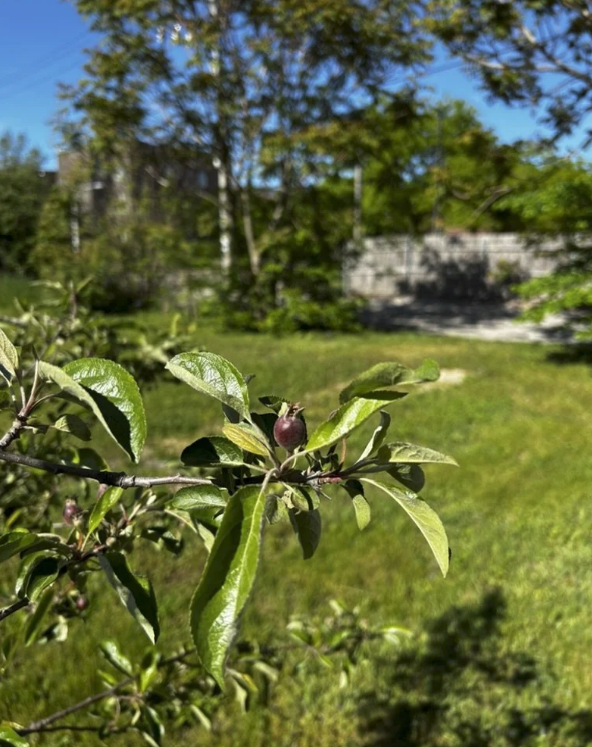 New fruit forming on a young tree