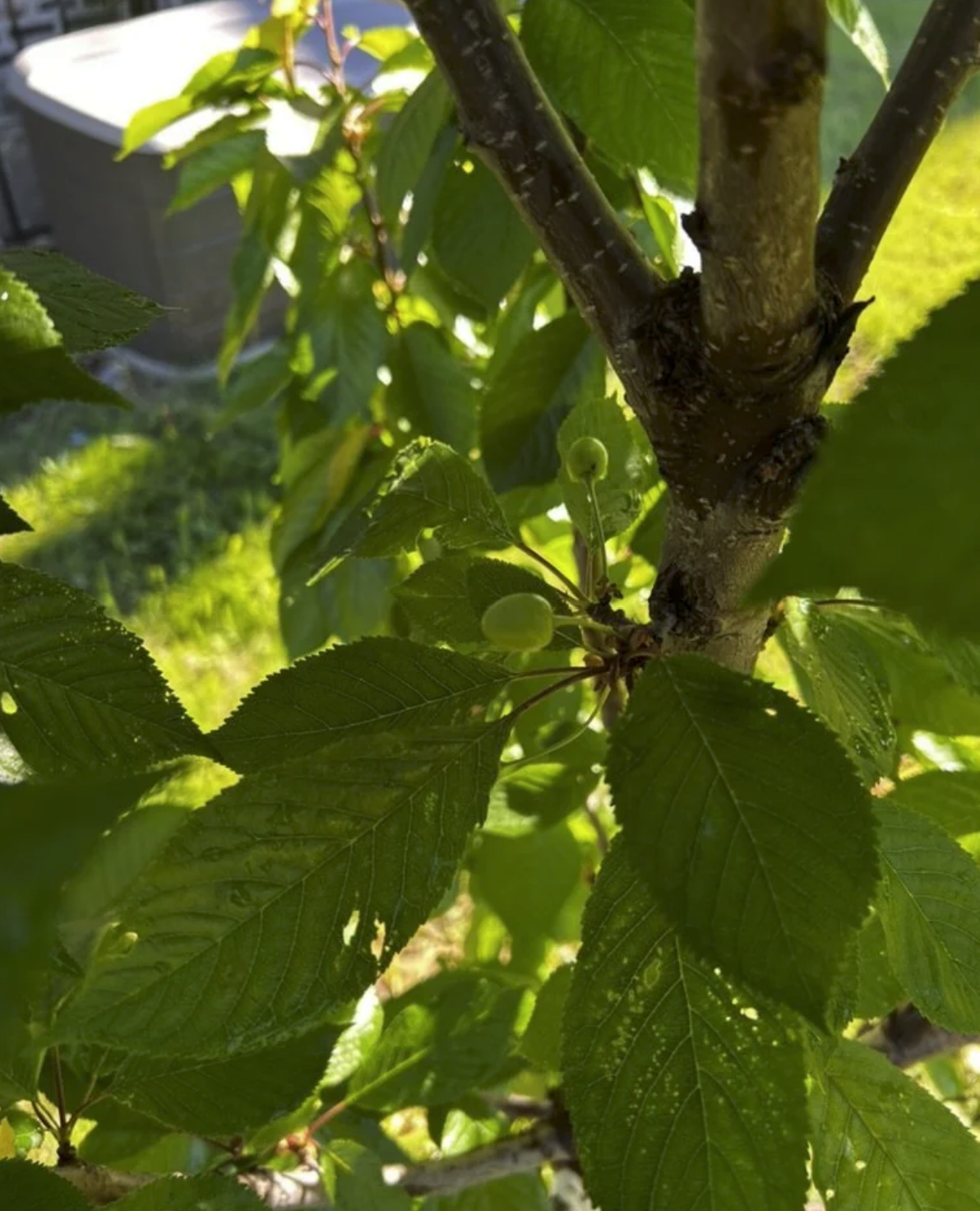 Fruit tree leaves and early fruit at Phoenix Farms
