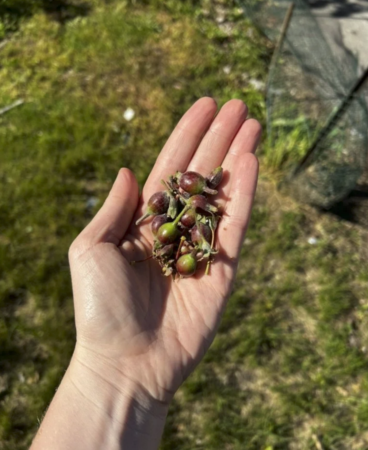 Trimmed early fruit held in a hand