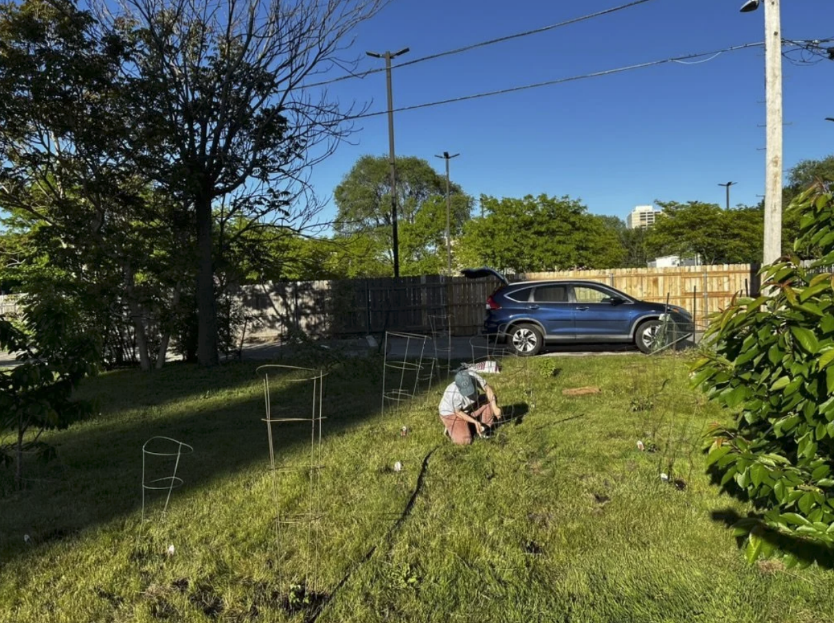 Phoenix Farms growing area in spring