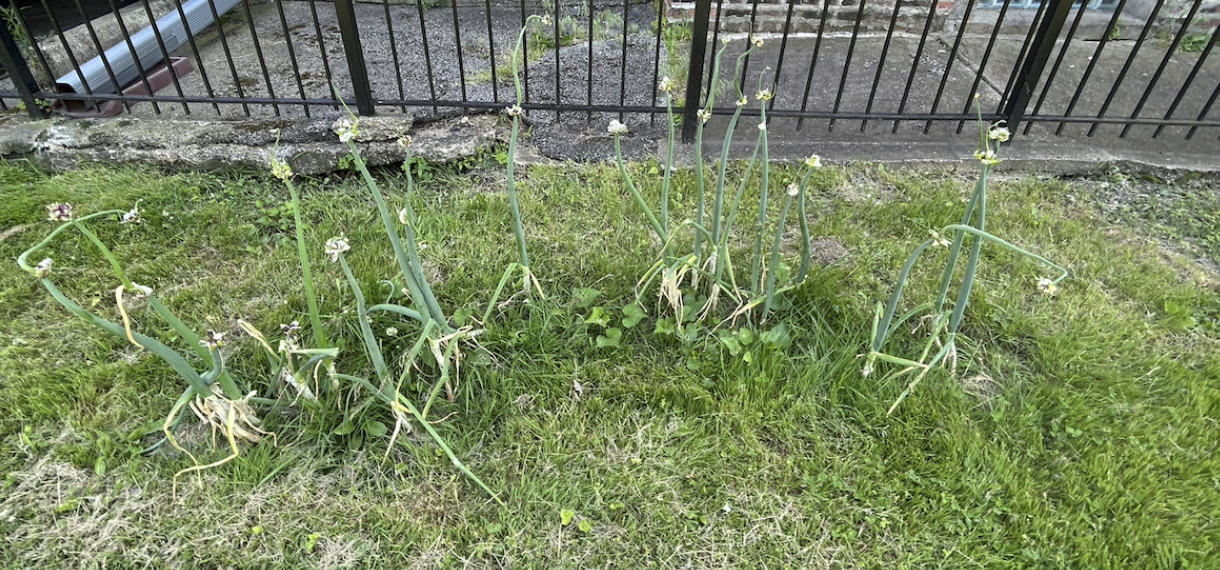 Summer growth at the food forest