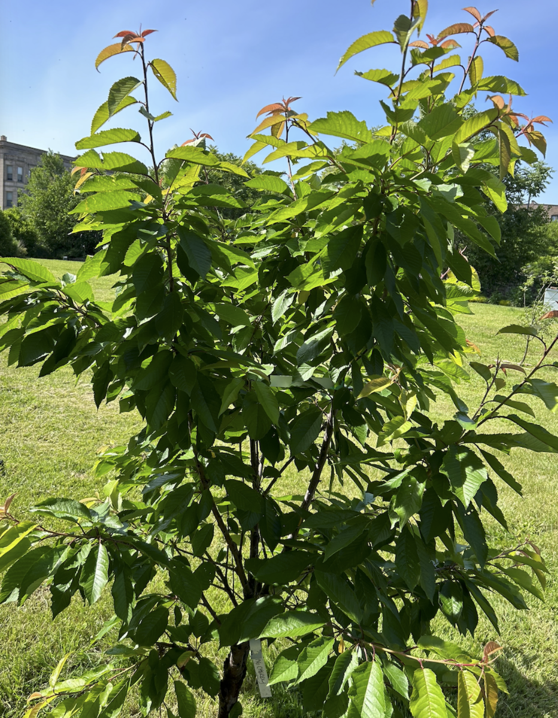 A raspberry plant growing in the food forest