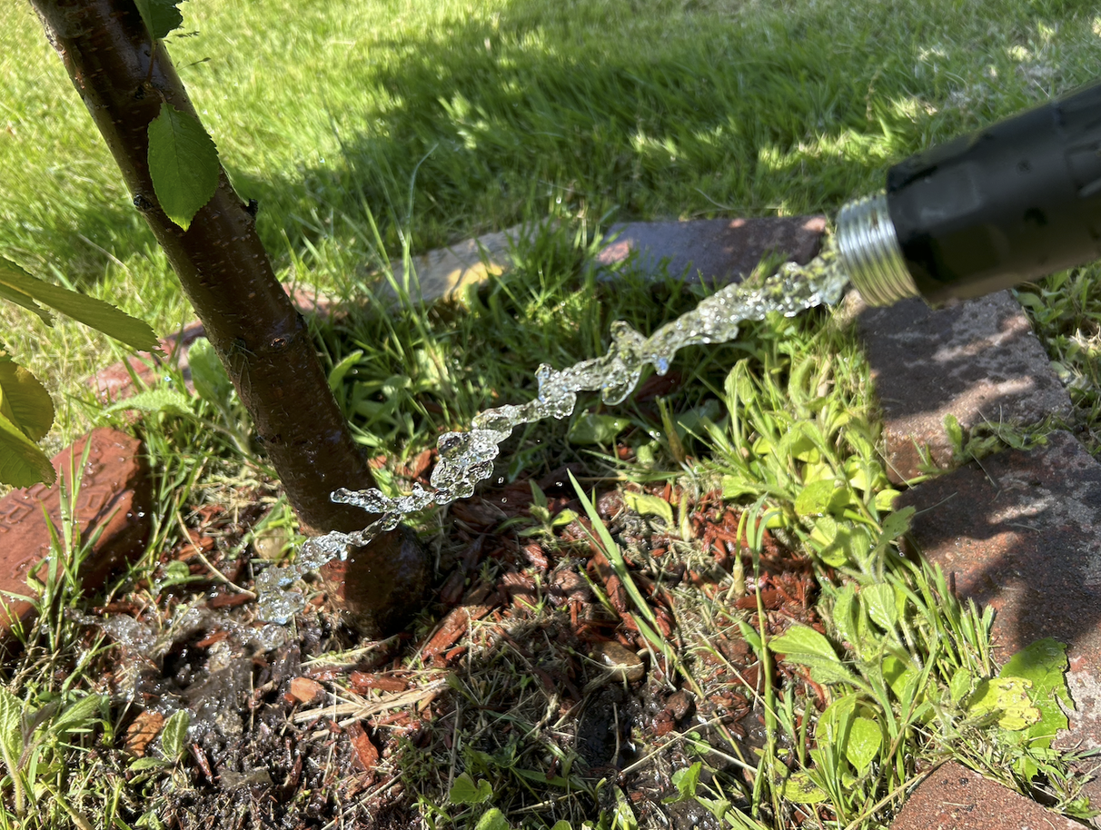 Fruit trees with full leafy canopies