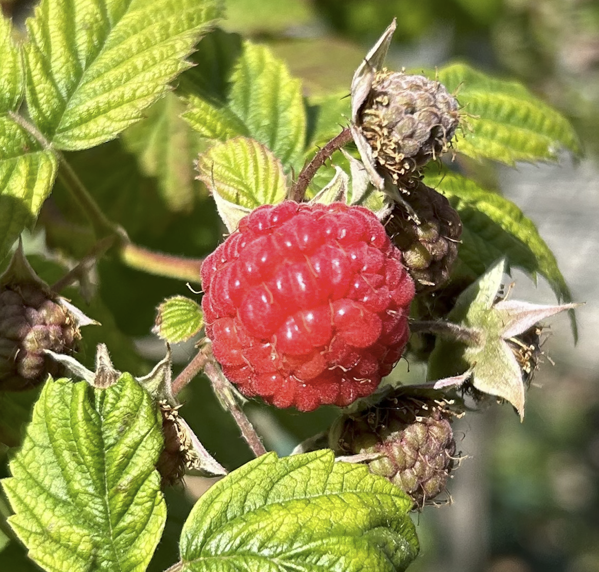 Raspberry harvest at the food forest