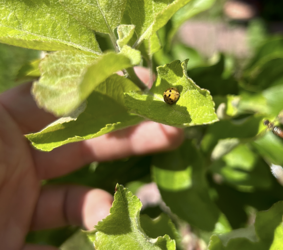 Plants and biodiversity at the food forest