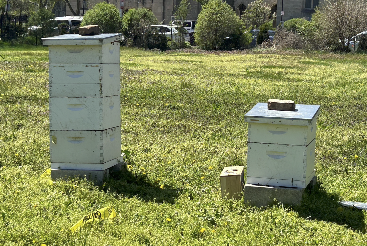 Beehives supporting pollination near the food forest