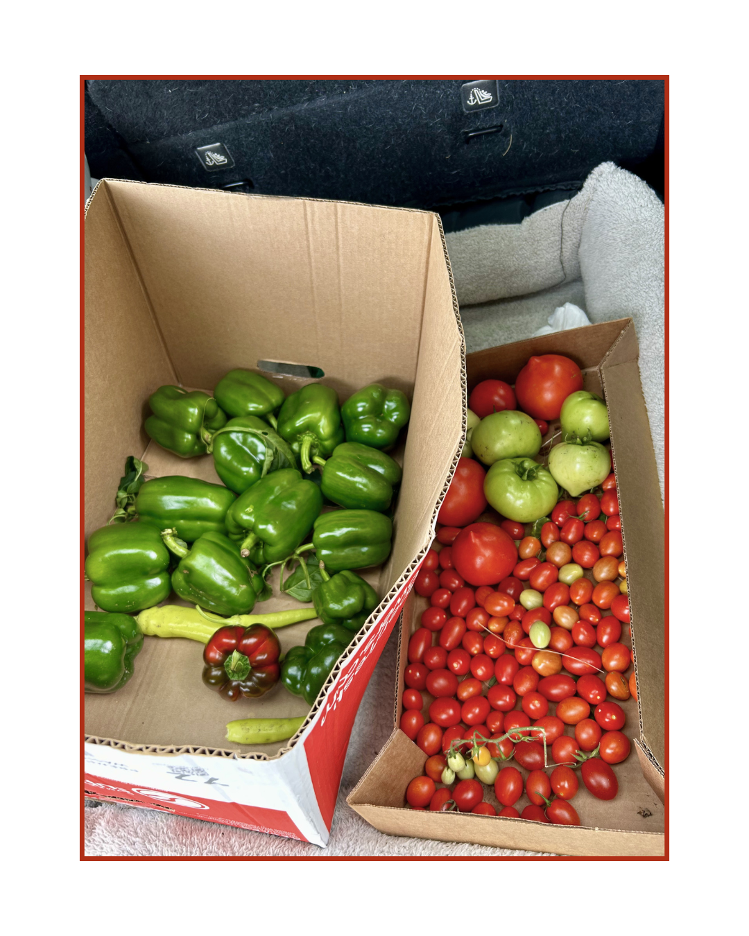 Vegetables from harvest