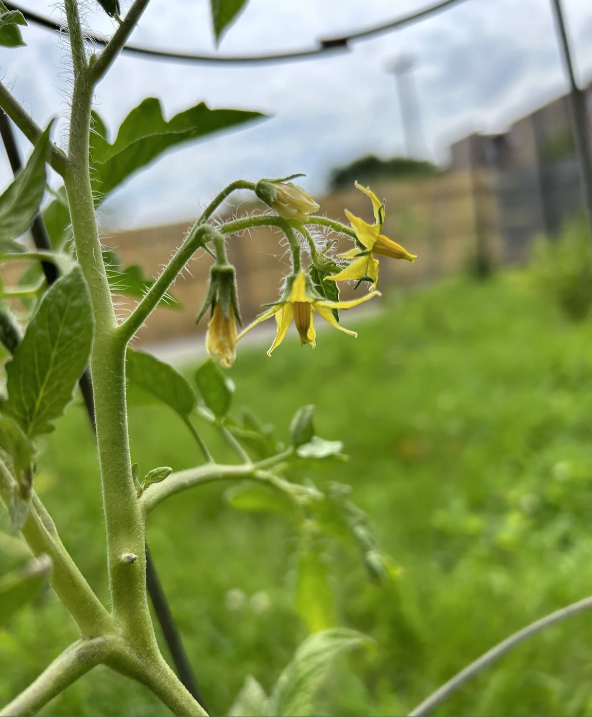 Tomato plants growing with red mulch