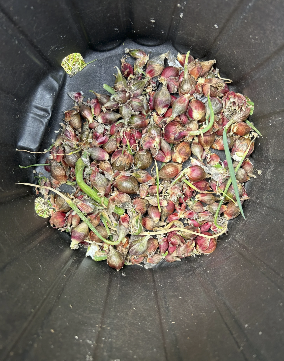 Sprouted onion bulbs harvested from the stalks