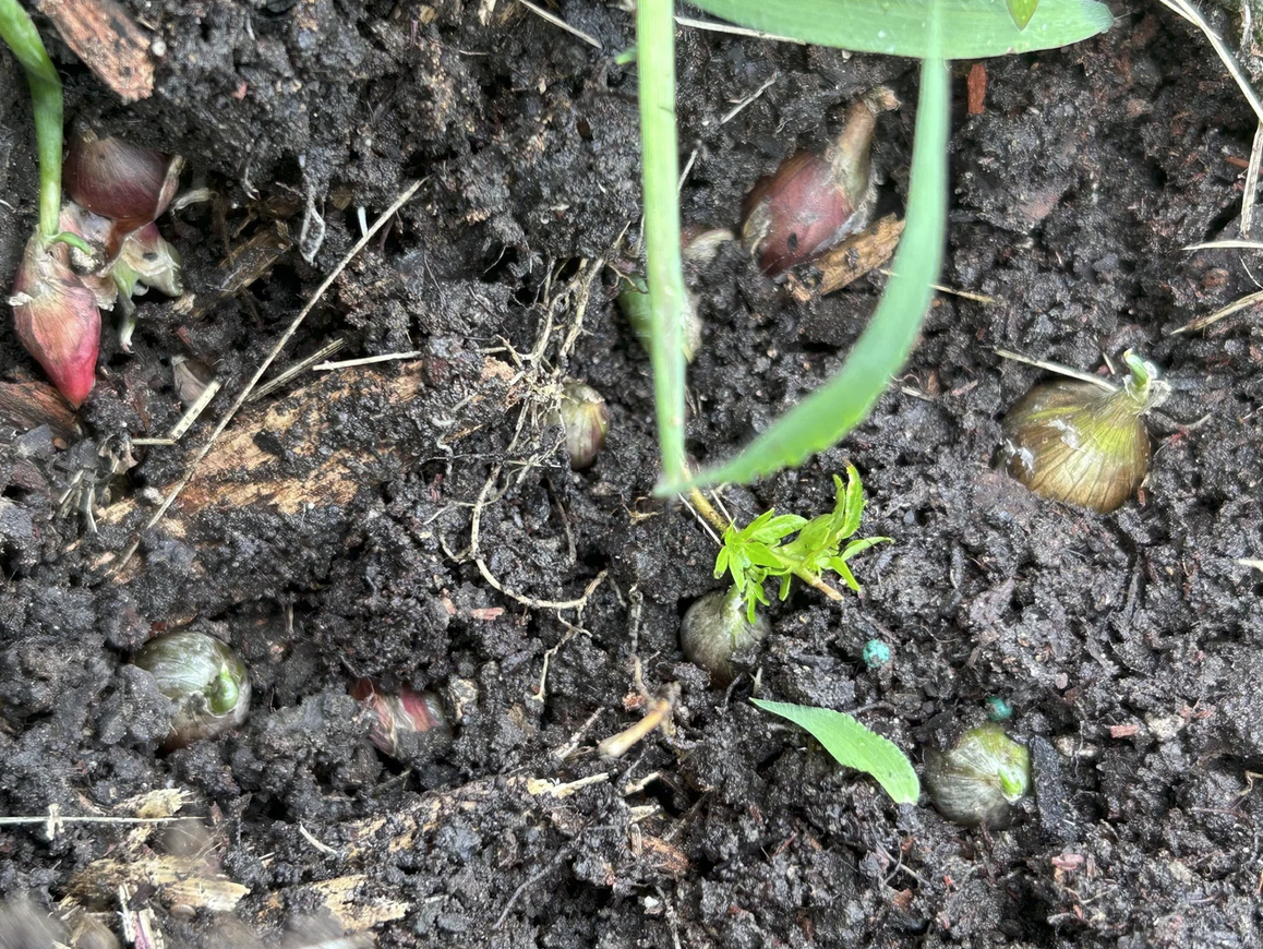 Onion bulbs planted as companion crops