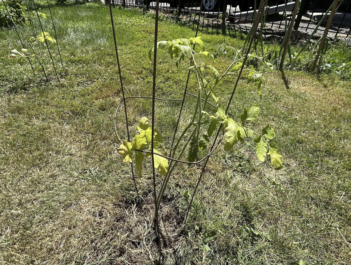 New tomato plants at the food forest