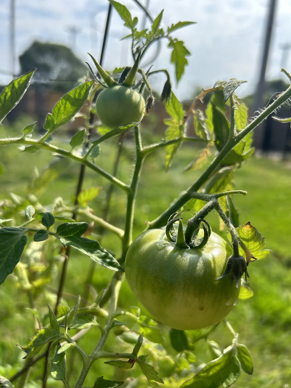 Green tomatoes growing on the vine