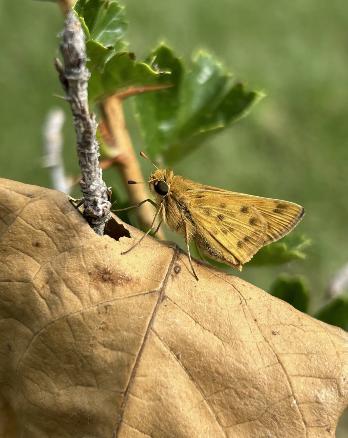 Fiery Skipper butterfly on a plant