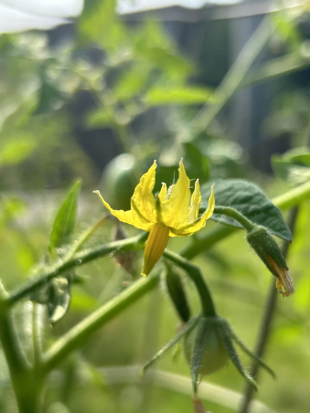Tomato flowers and young tomatoes growing in the garden