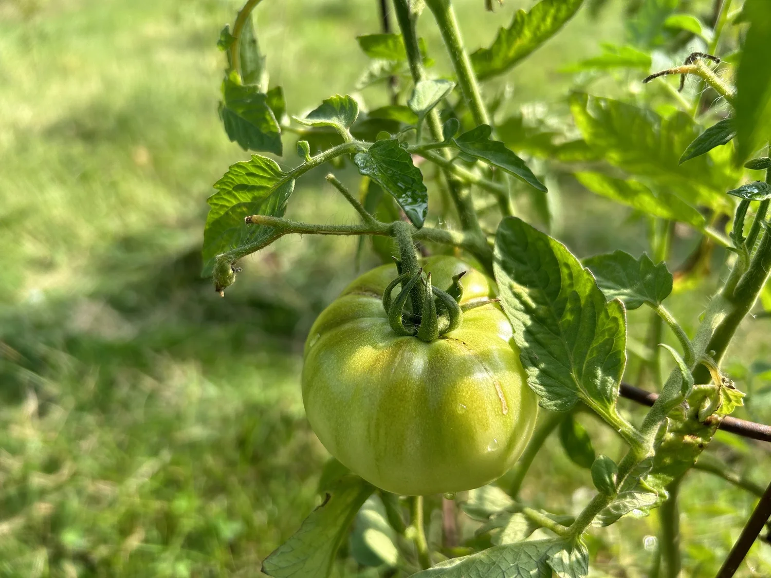 Green tomatoes clustered on a plant