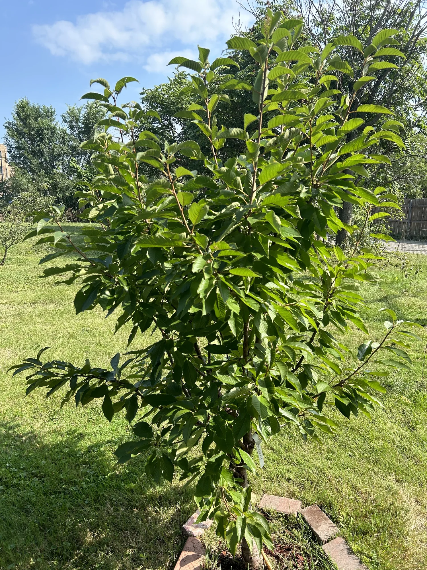 Bushy fruit tree growth at the food forest