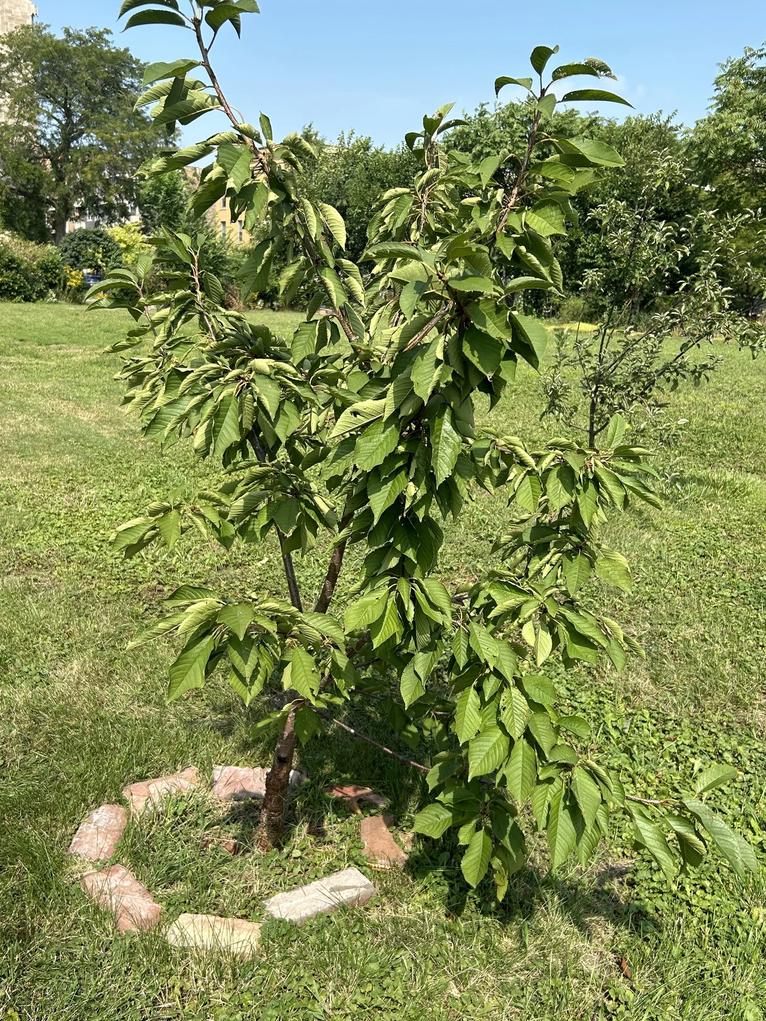 Fruit tree growth in late summer
