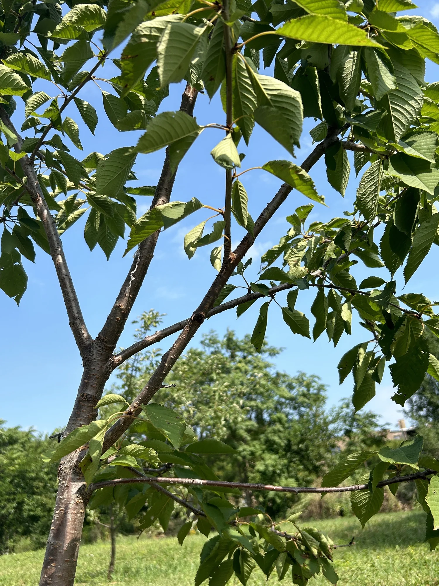 Healthy tree leaves in the food forest