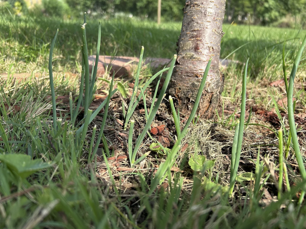 Onions sprouting as companion crops