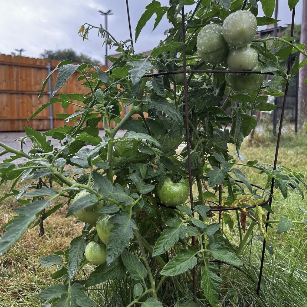 Tomato plants producing green tomatoes in fall