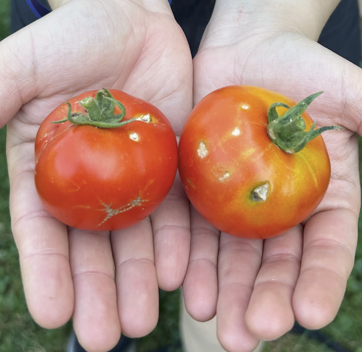 Harvested tomatoes for the community food fridge