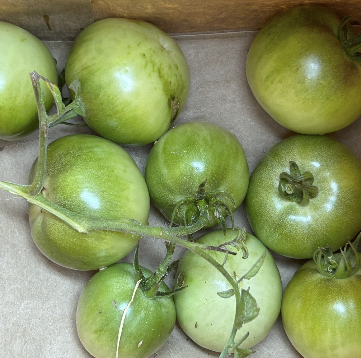 Green tomatoes picked for ripening indoors