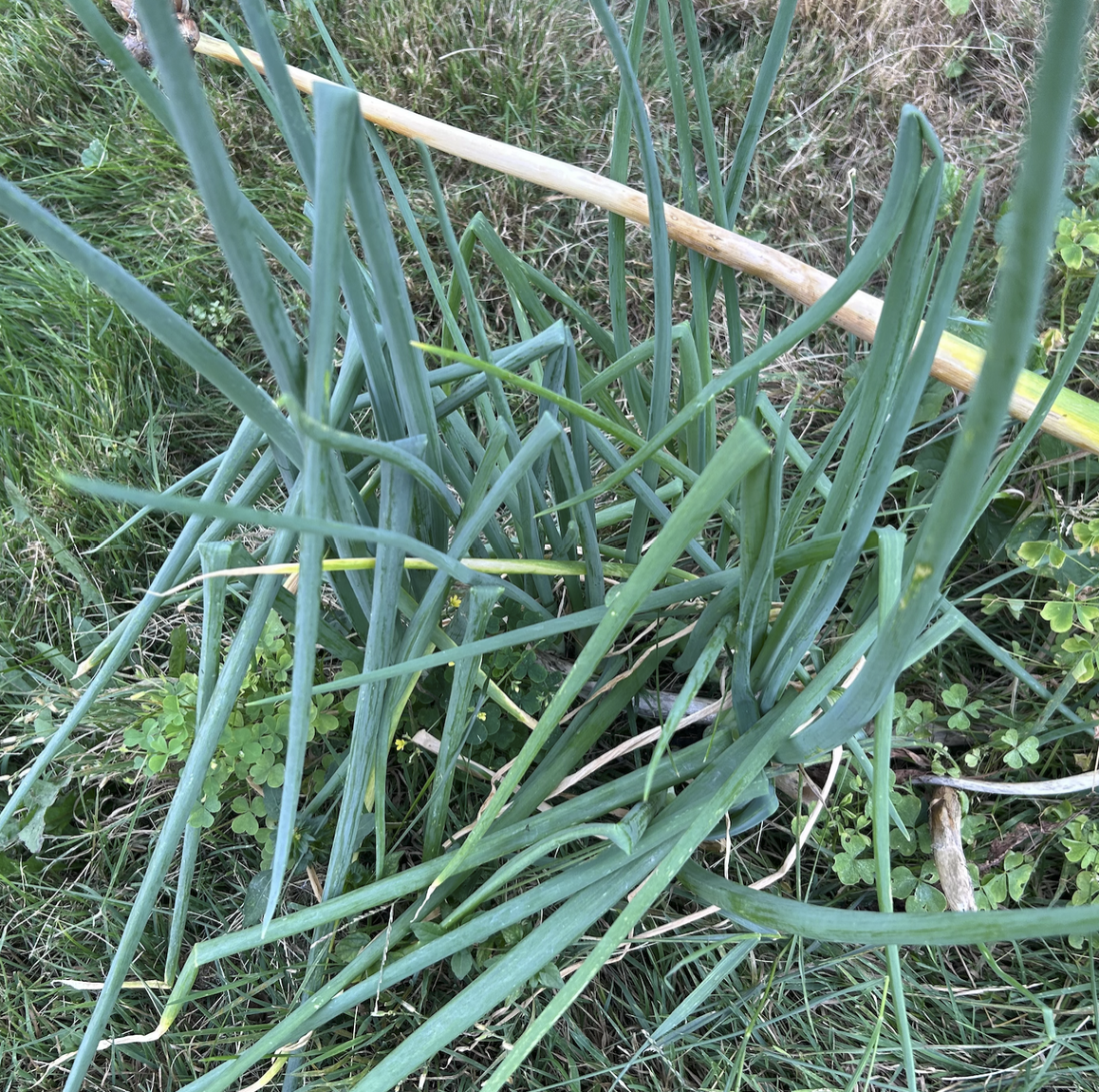 Onions growing in the food forest