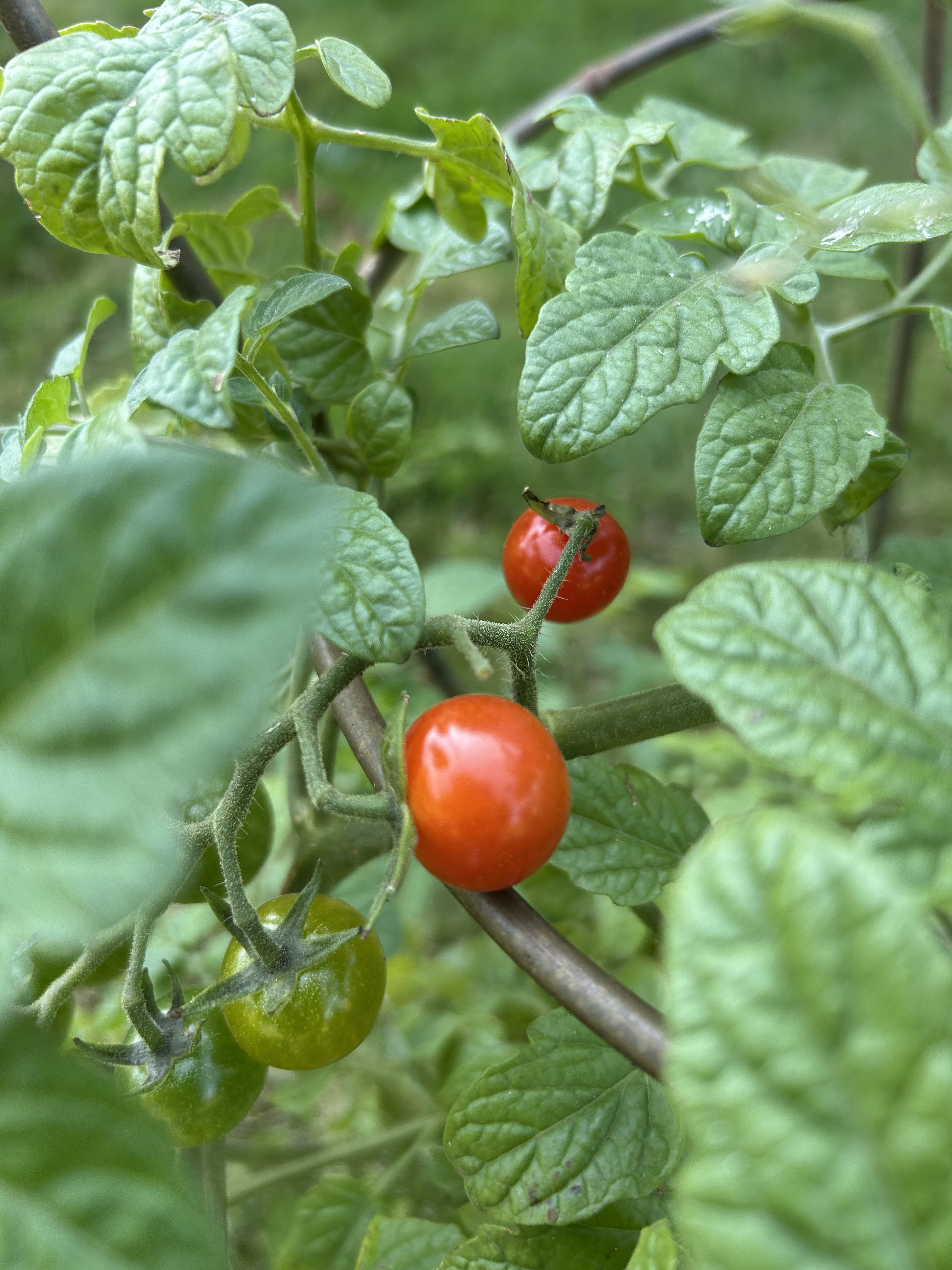 Ripening tomatoes and green leaves