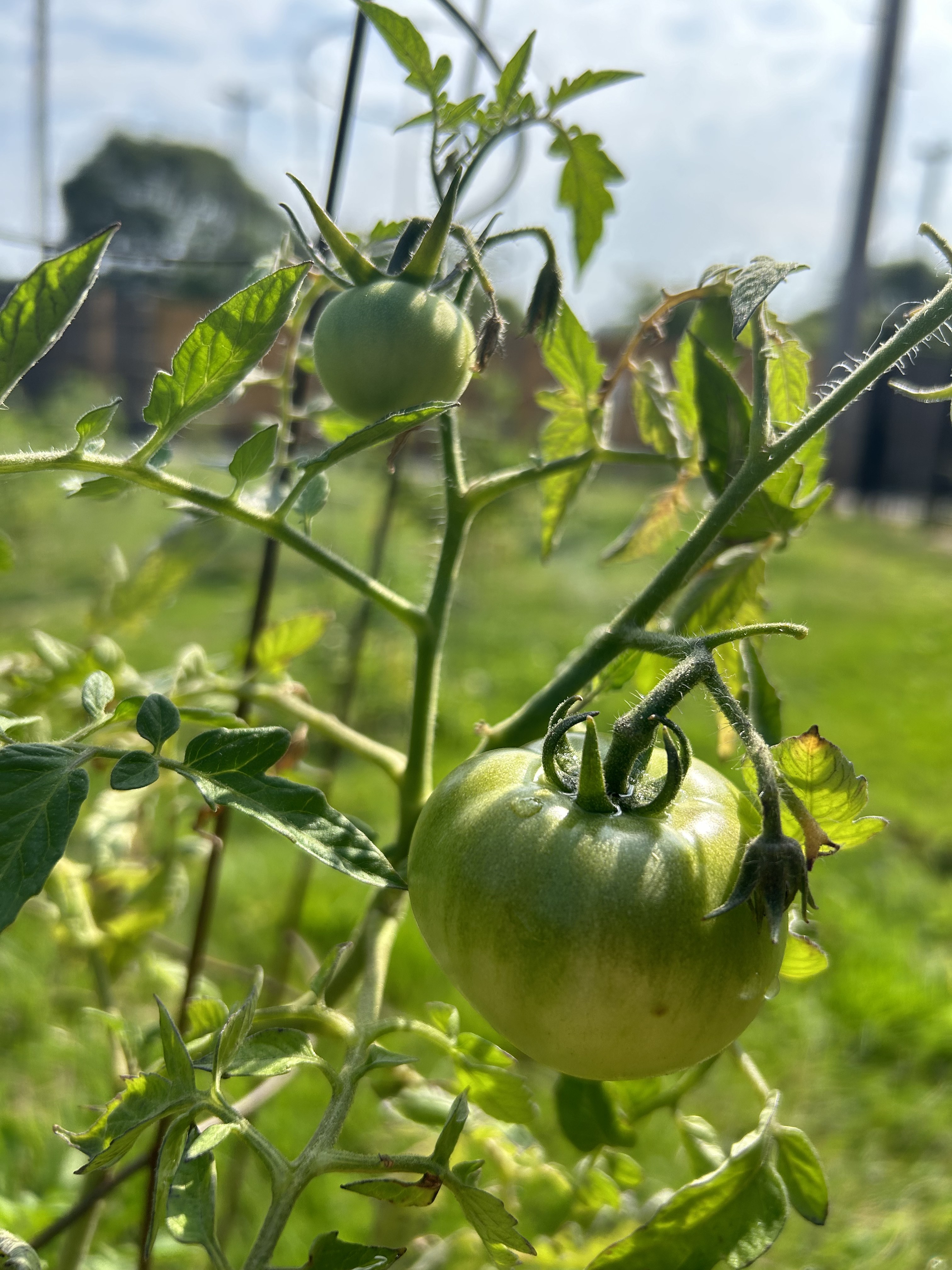 Tomatoes growing at Phoenix Farms
